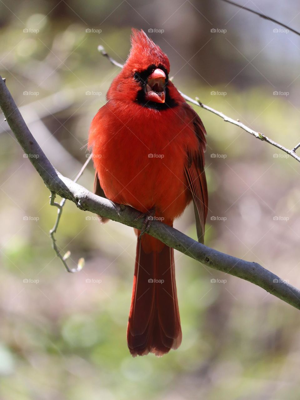 Gorgeous red cardinal 