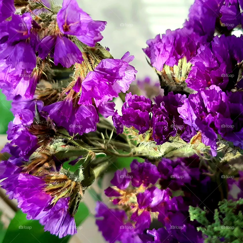 Sea lavender 💜