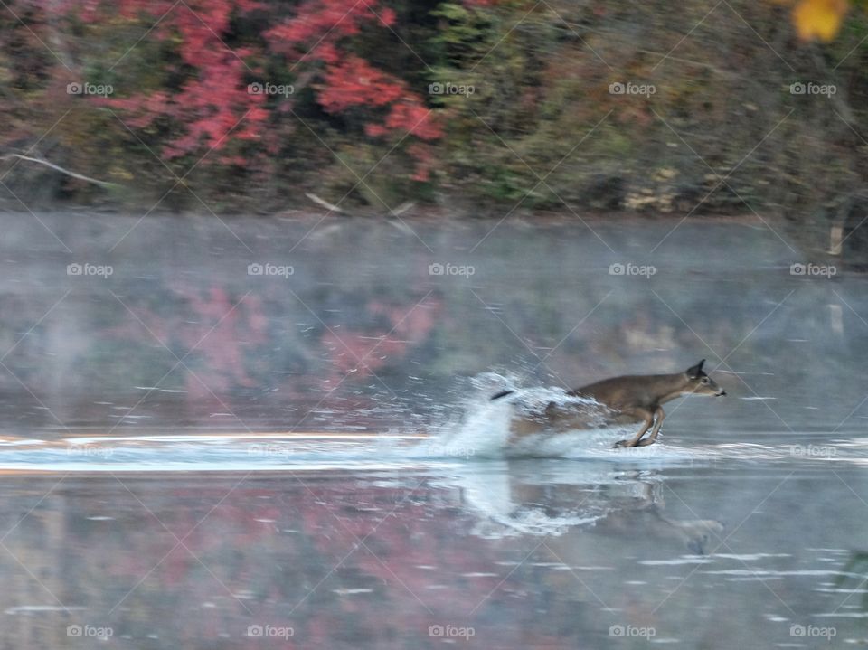 Deer Running Through Water