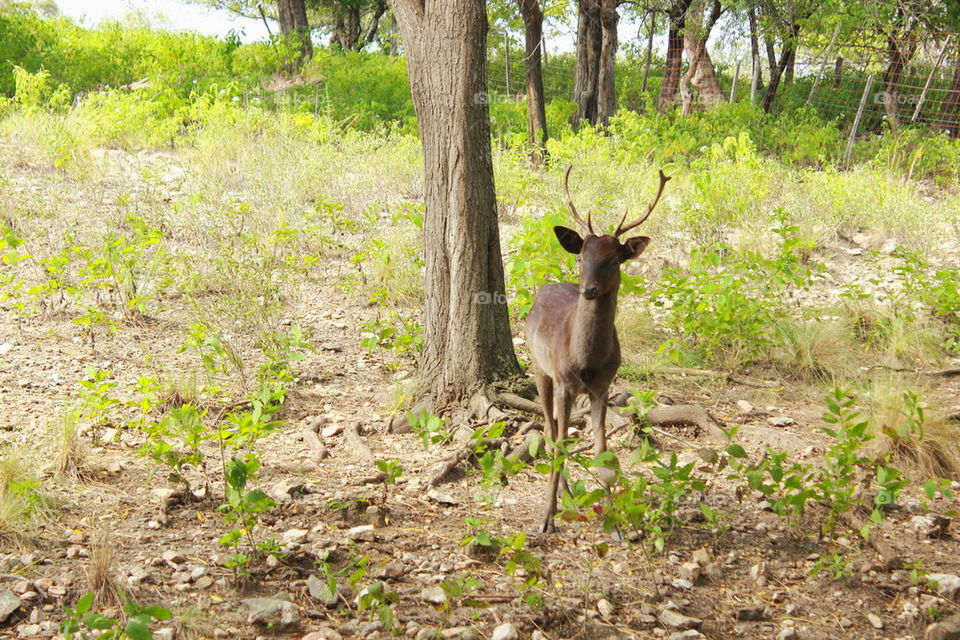 deer looking