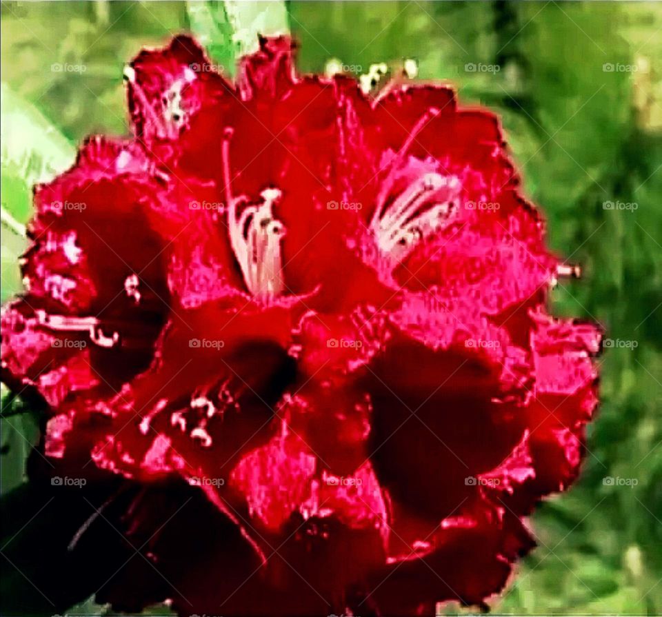 most beautiful and attractive flowers in the garden.