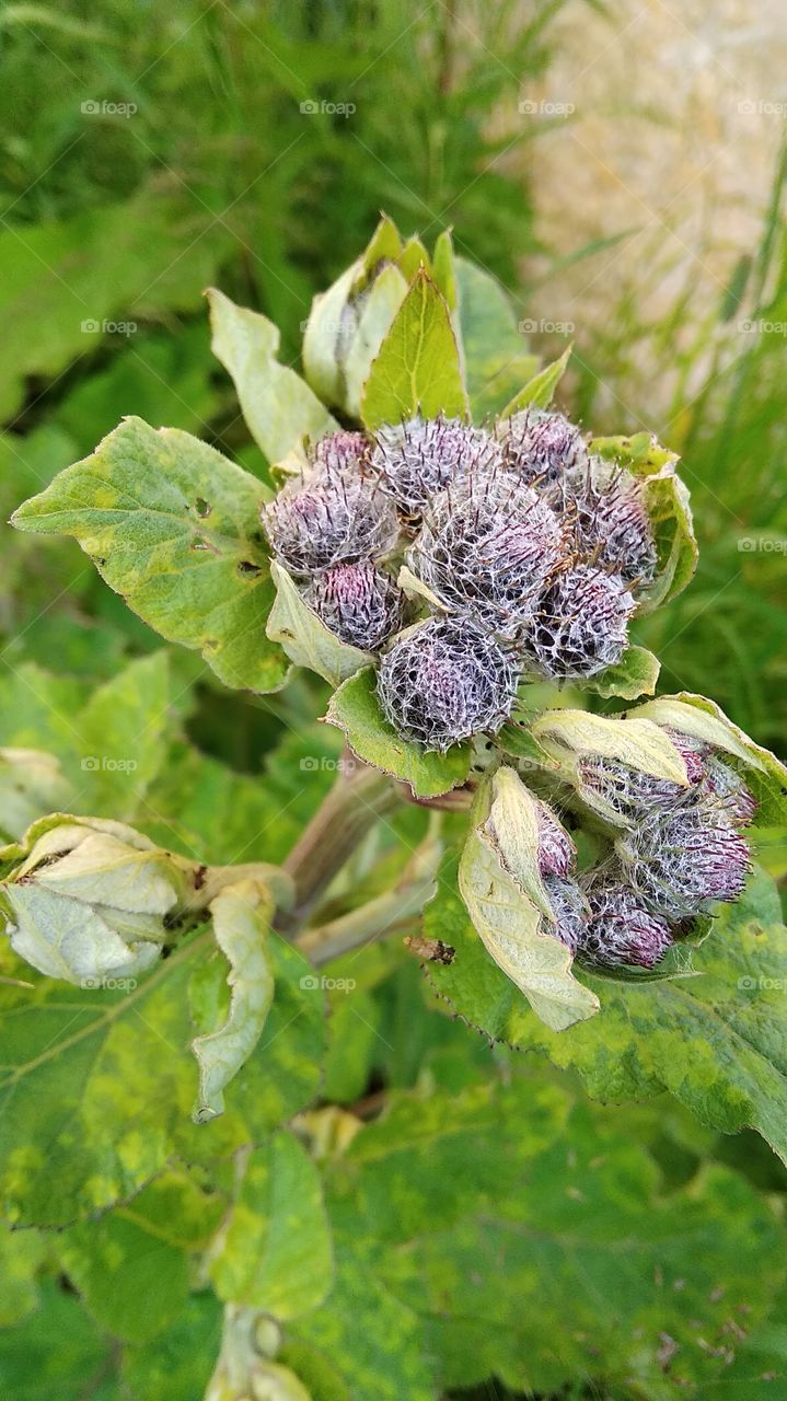 Burdock flowers