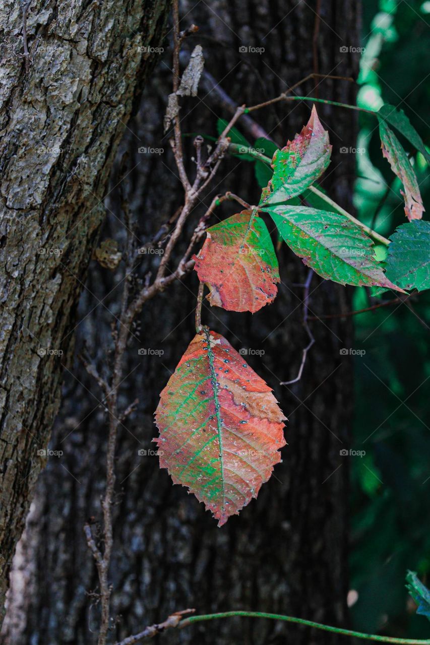 red and green leaves on a tree