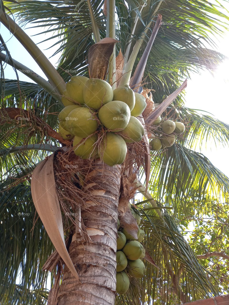 ÁGUA DE COCO VERDE É MUITO BOM!