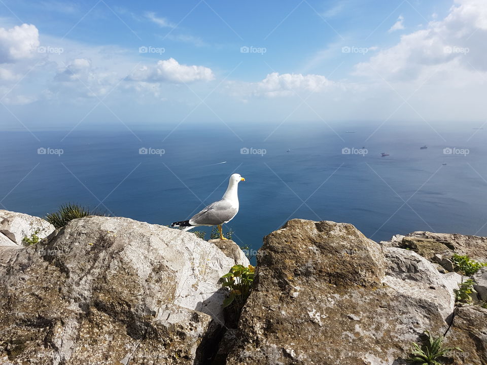 View from above. Seagull, bird, perched on high rocks looking out towards blue ocean and cloudy skies in summer. On the Rock of Gibraltar.