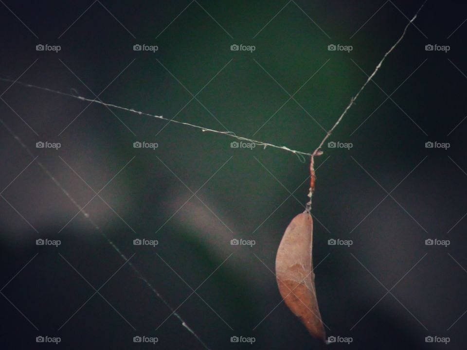 Leaf Trapped in Spider Web