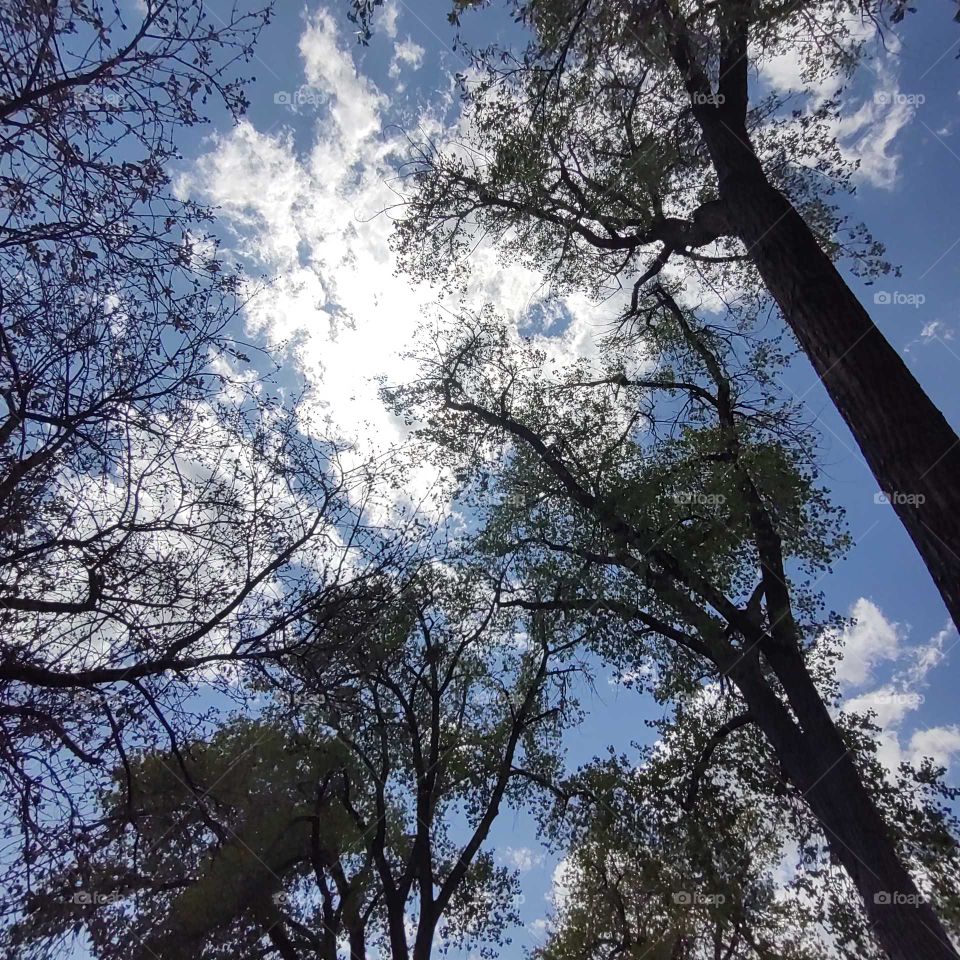 tree to sky