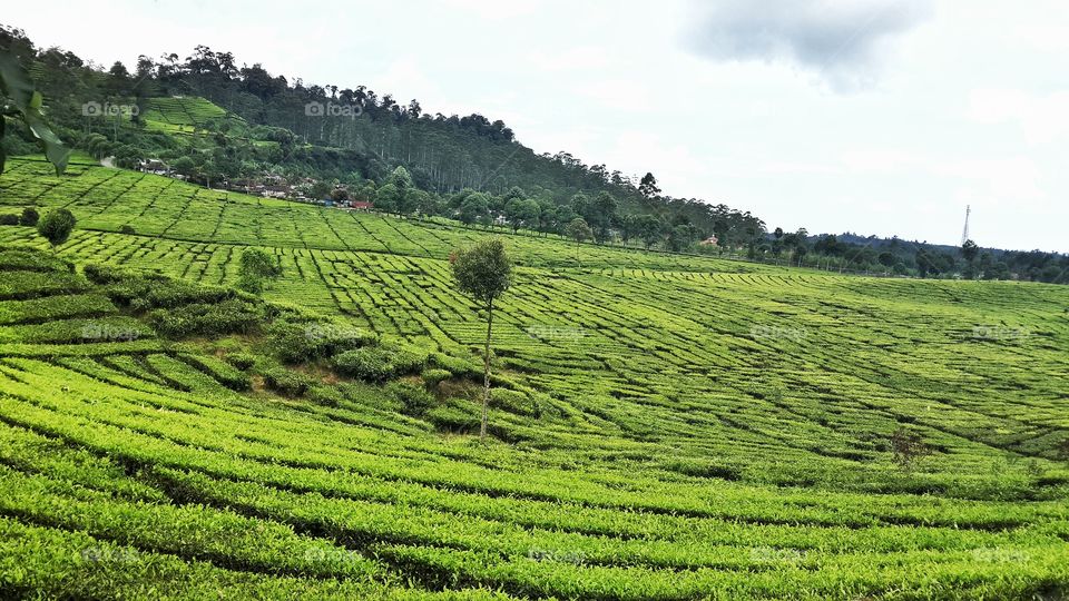 Tea field