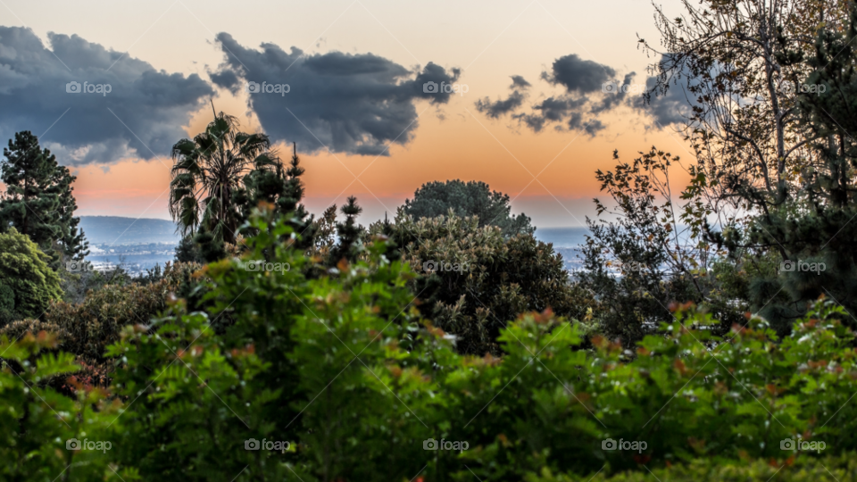sky green trees jungle by stockelements