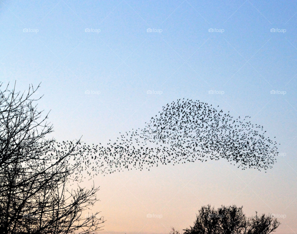 birds flight fly flock by lewis.blythe.1