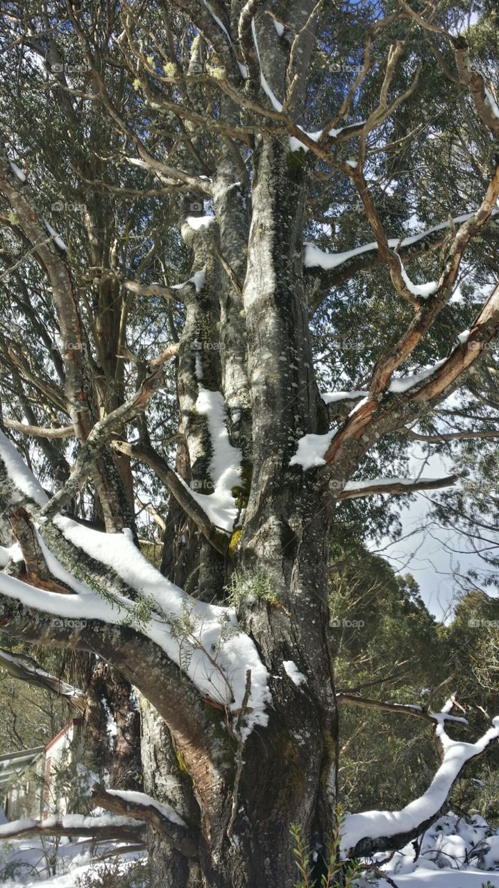 Oh, tree of frozen wisdom... show me the light!