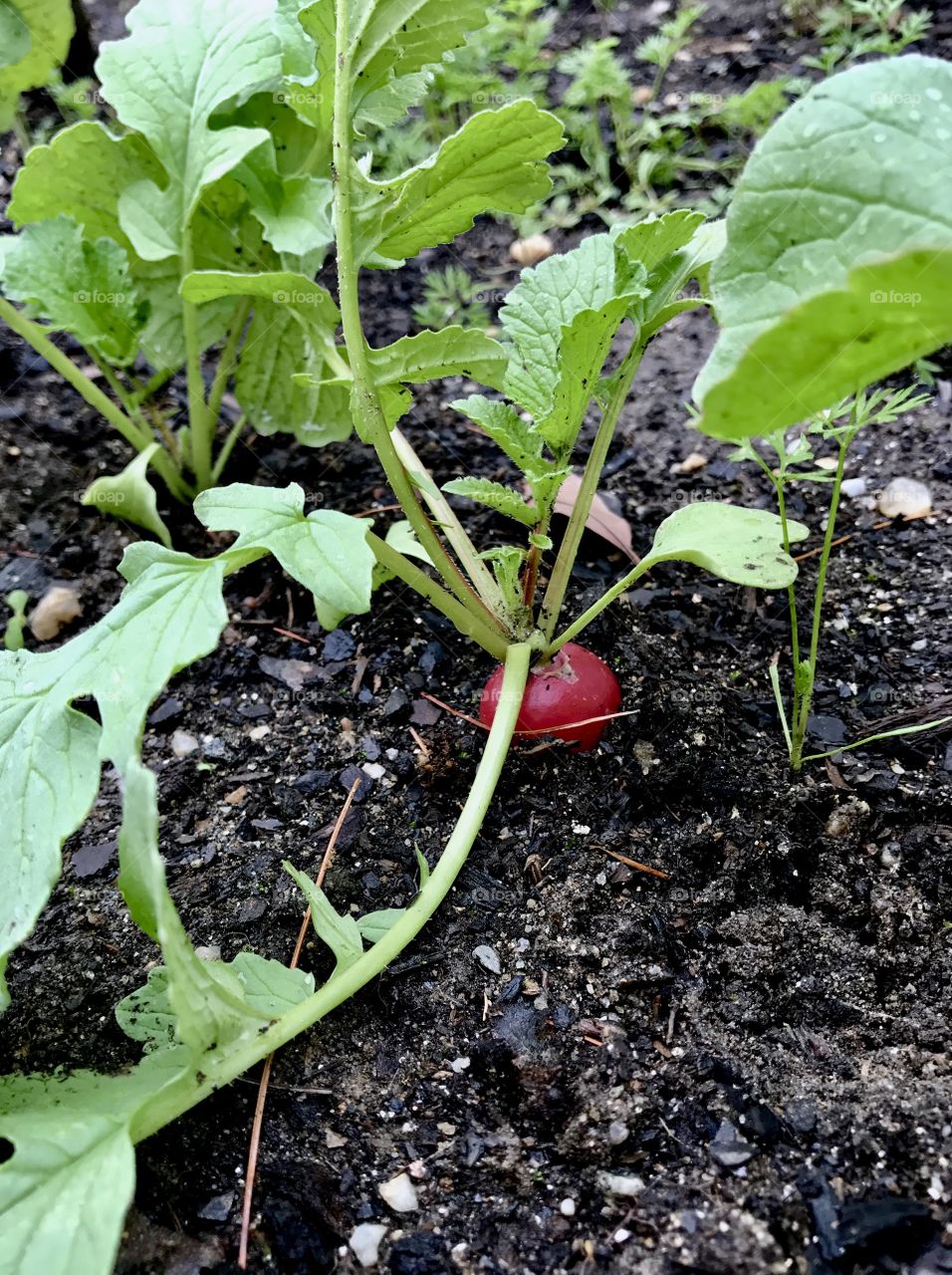 Radish in Garden