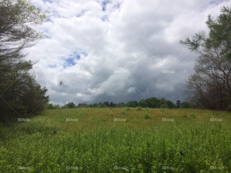 Clouds in meadow 