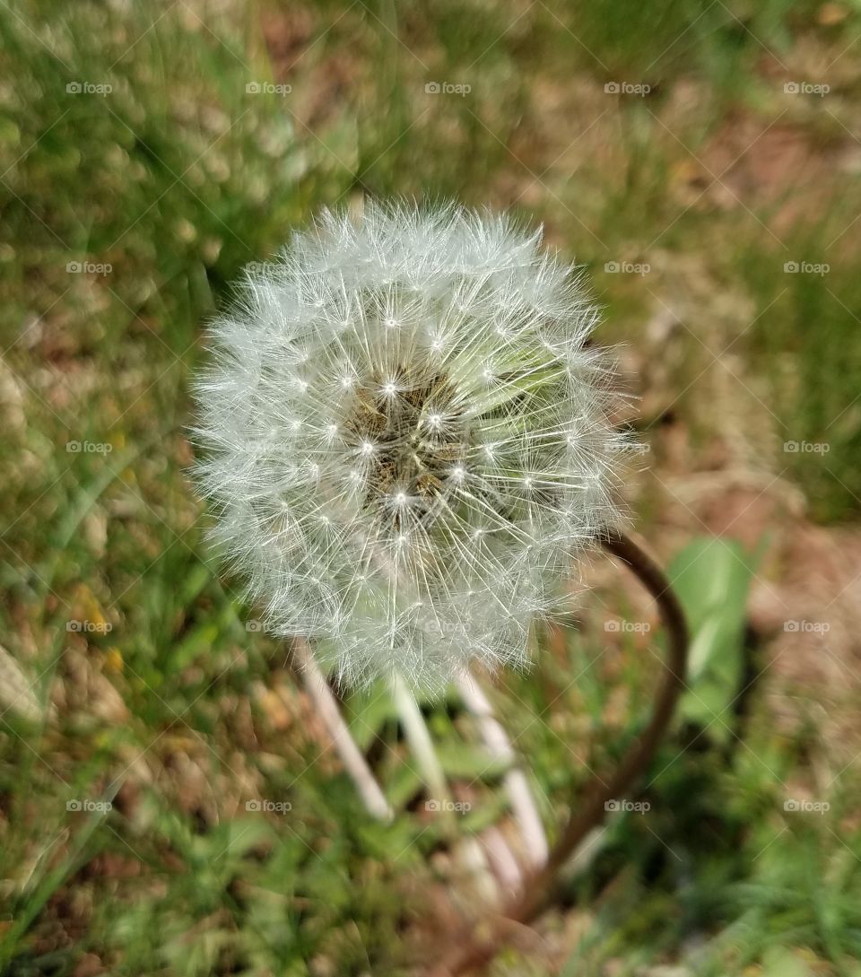 dandelion