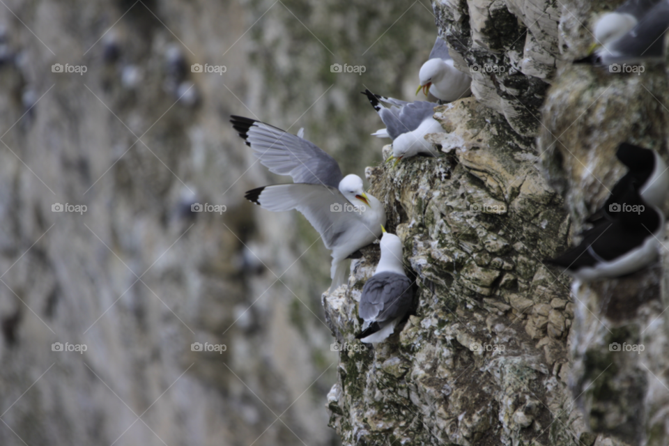 birds rspb squabbling gulls bempton cliffs by darloandy1963