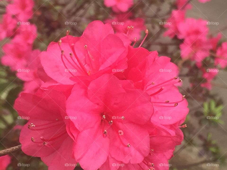 Redish Flowers 