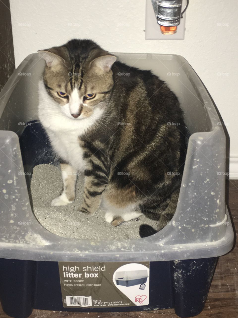 sitting in his litter box