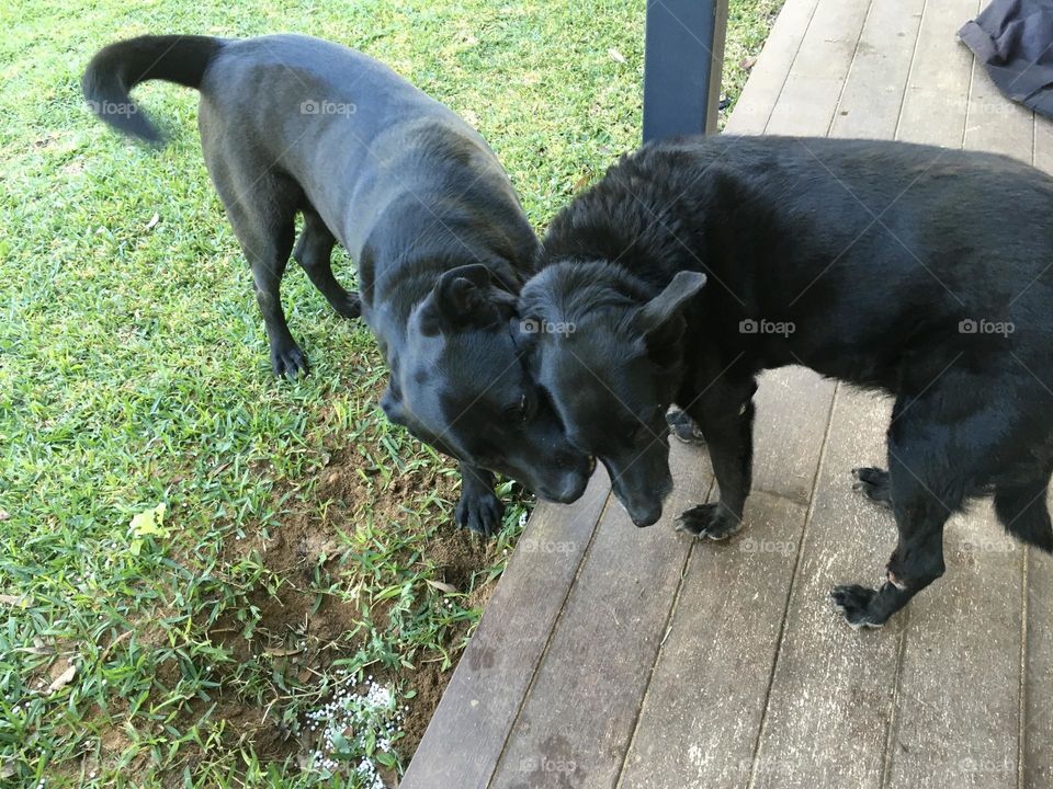 Cute pet dogs goofing around