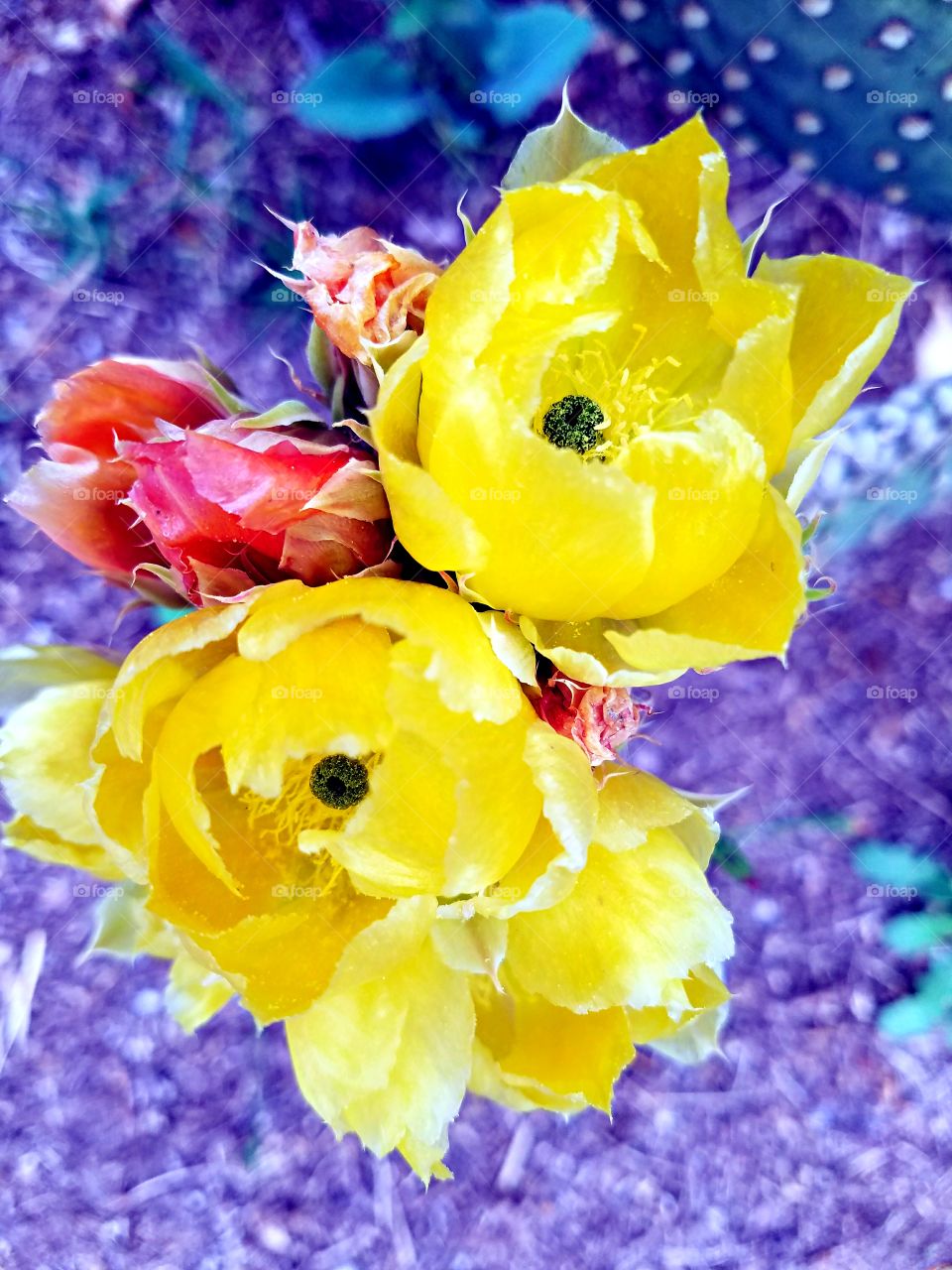 Cactus Flowers in Bud and Bloom!