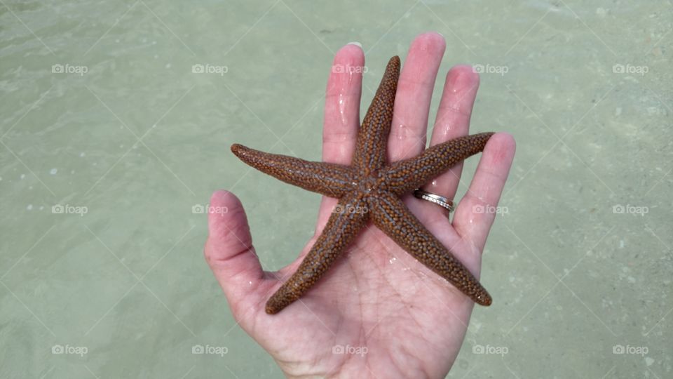 Starfish