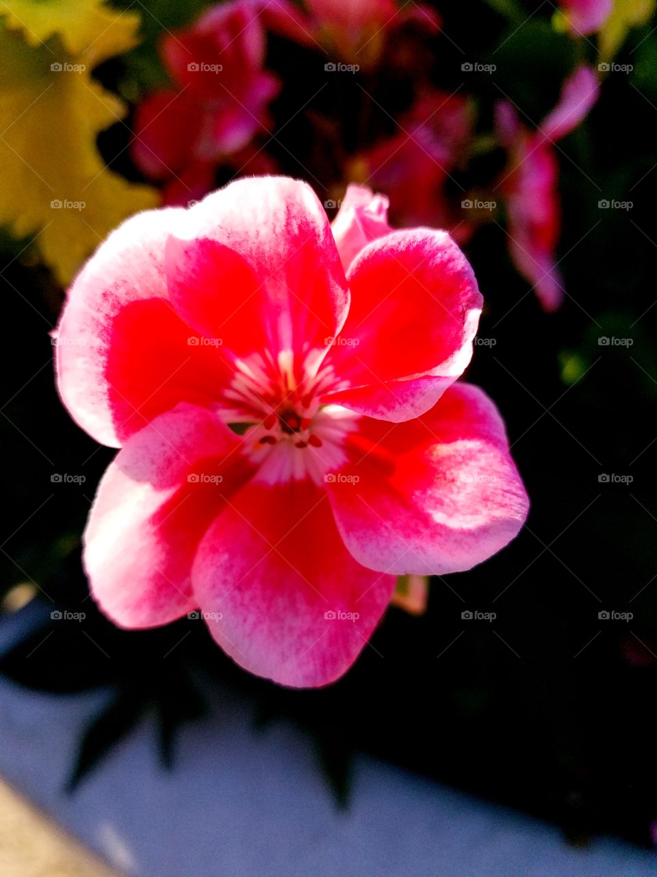 fuscia floral