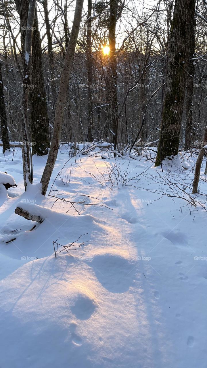 Winter came back, lots of fresh snow in the forest at sunset 