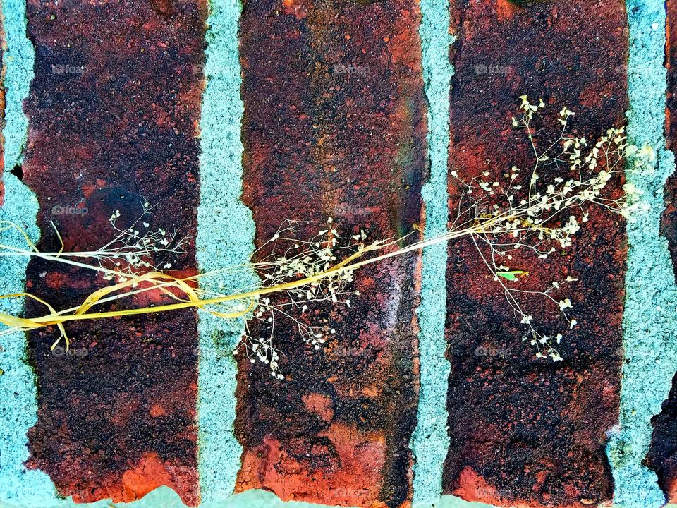 dried weeds on brick