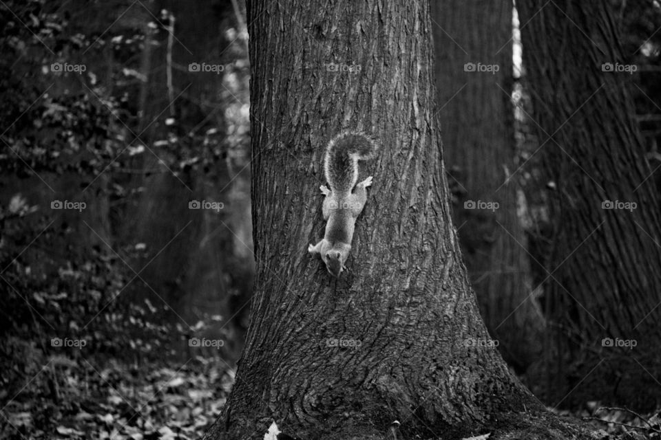 nuts you say?. Squirrel looking for his cache
