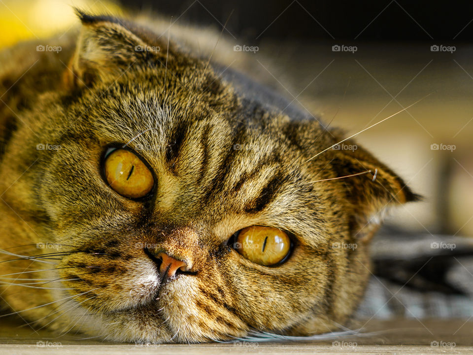 brown stripped scottish fold cat against a blurred background