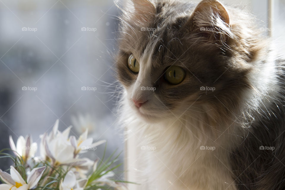 cat and a bouquet of snowdrops