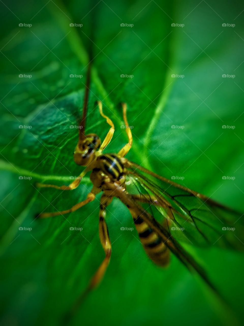 A little wasp | Photo with iPhone 5S + Macro lens.