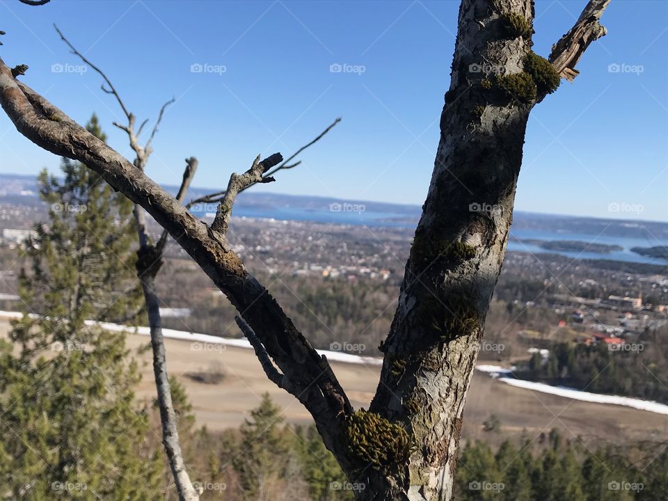 Tree with scenery background