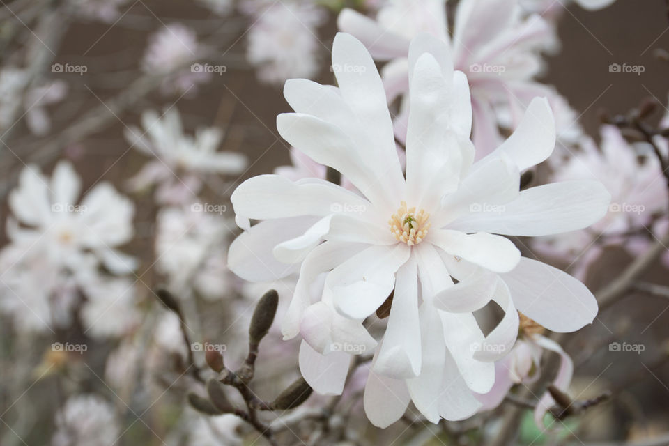 star magnolia