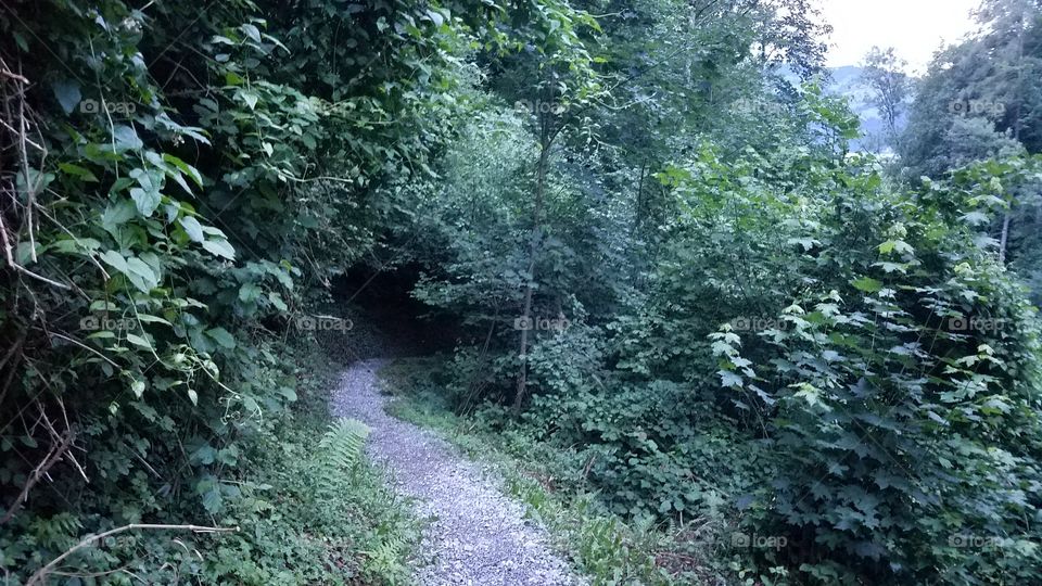 Wanderweg into the woods in Krattigen, Switzerland