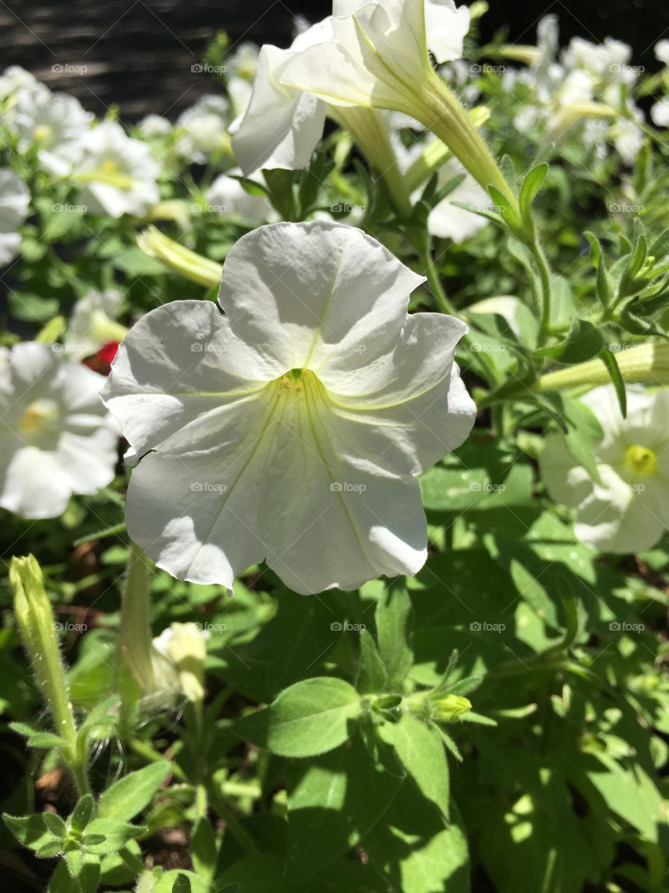 White petunia