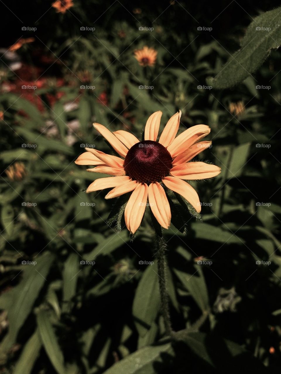 Brown Eyed Susan