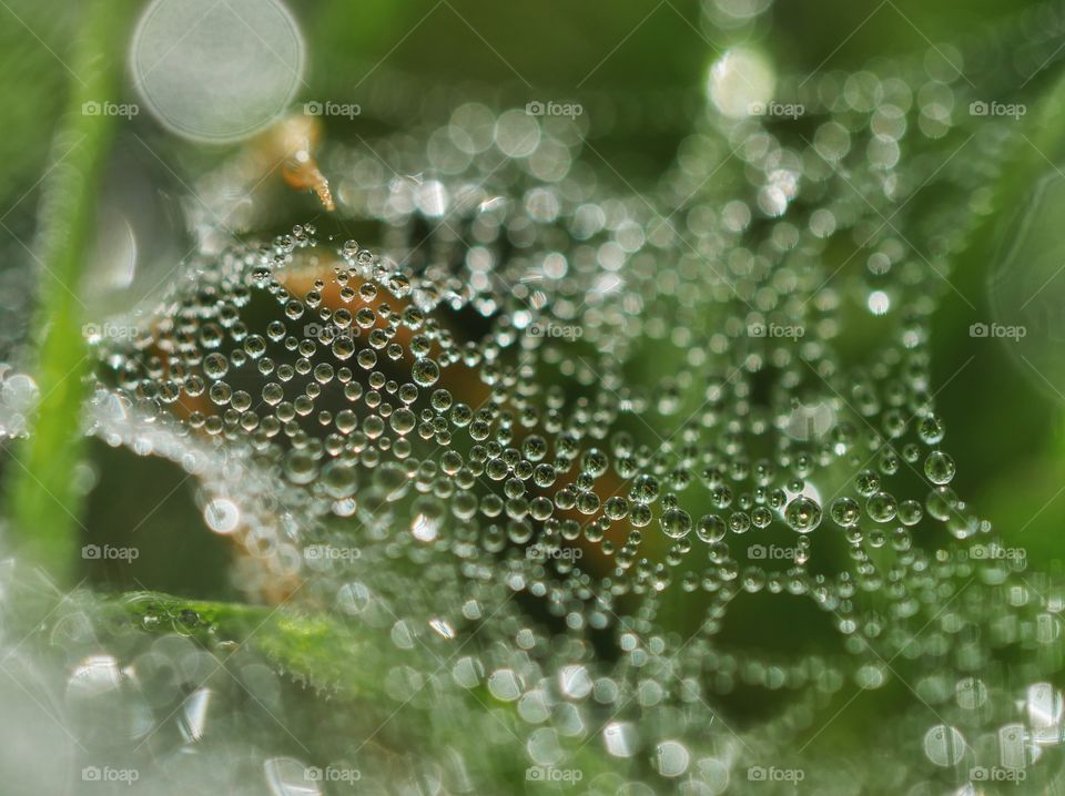 Close up of dew drops on spider web