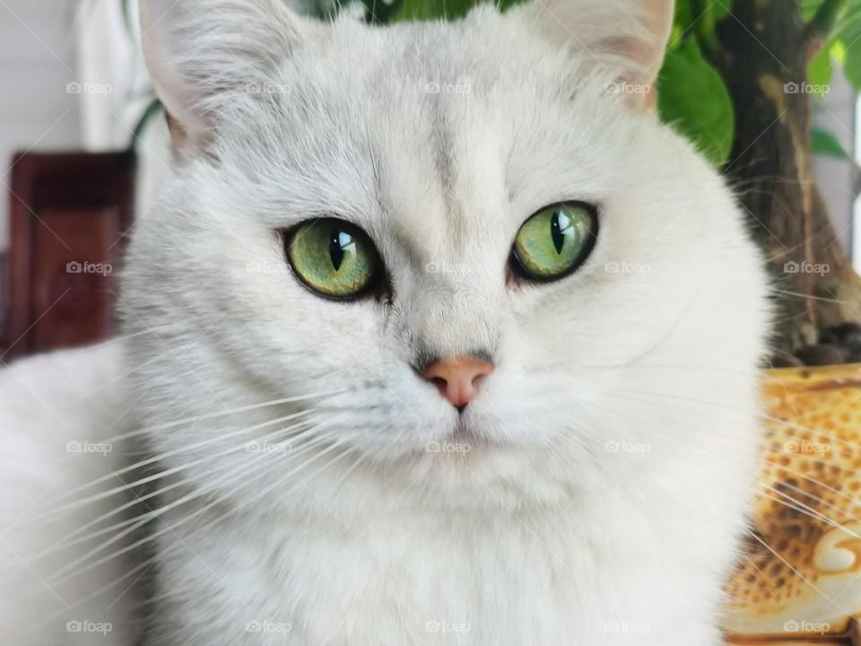 Am I cool and dignified?