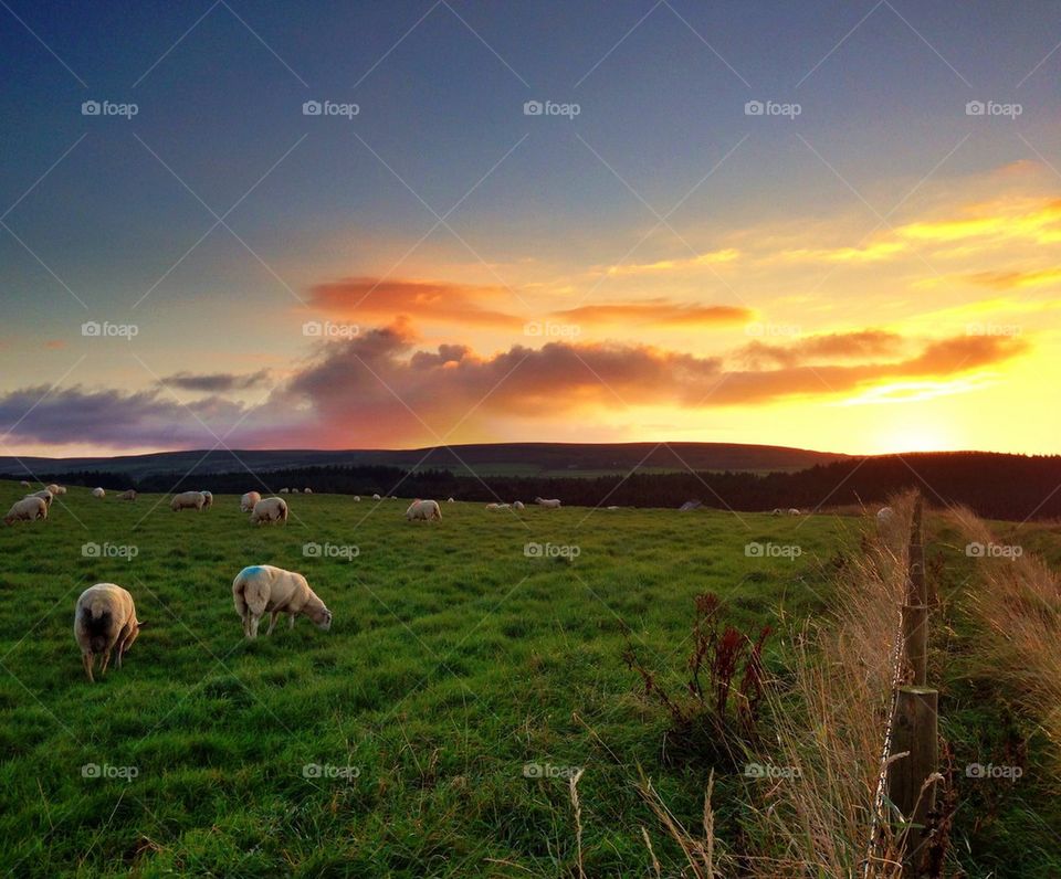 Sunset in a green field with sheeps- HDR