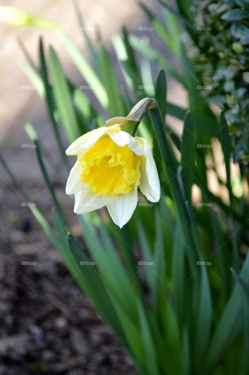 Daffodil