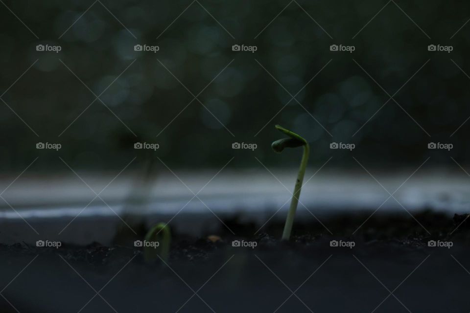 A cucumber sprout in the dark. seedlings