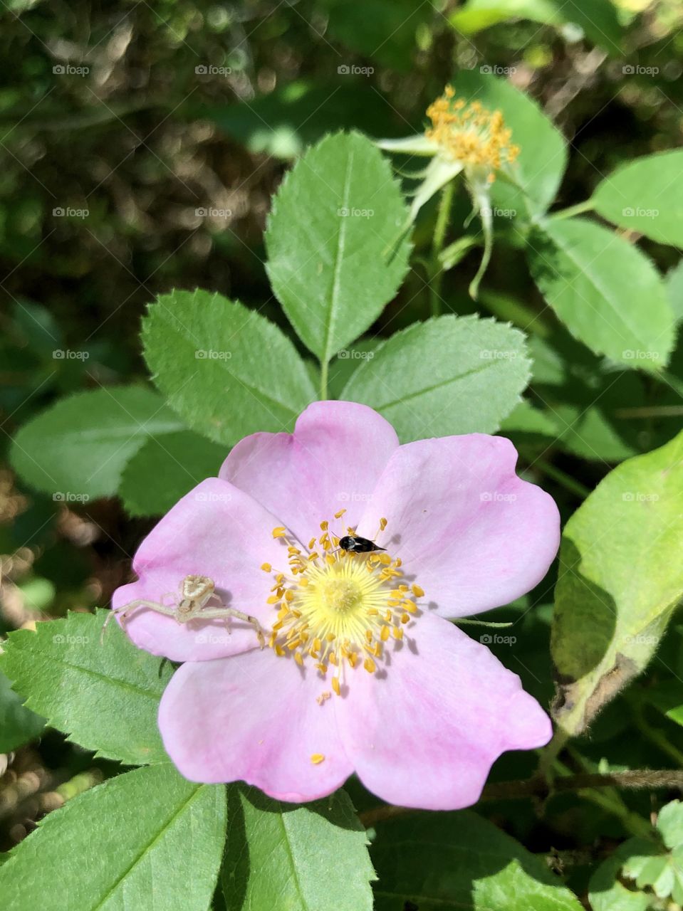 Tiny insect and spider