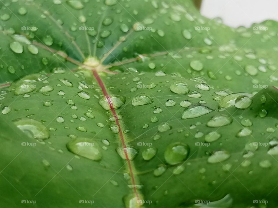 water drop on the leaf