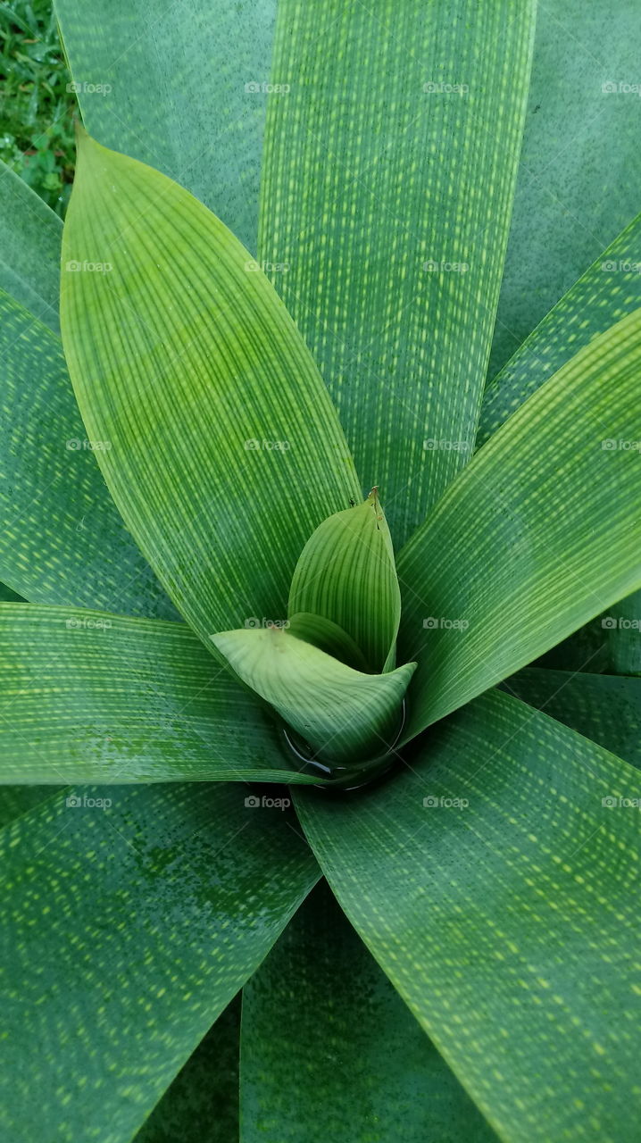 MATUR NATURAL FLORA BROMELIAD