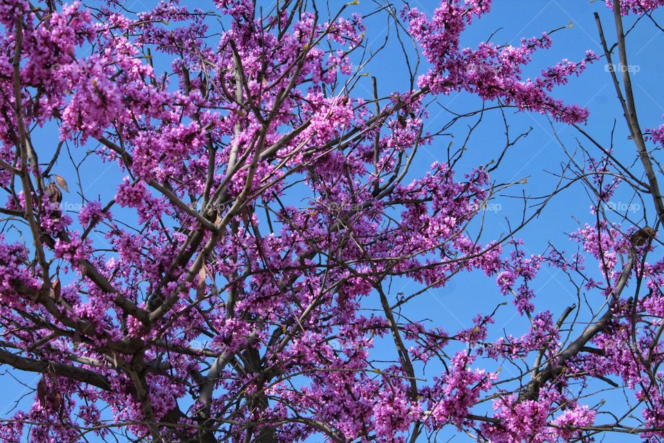 branches covered with purple and pink flowers. spring flowering fruit tree against the blue sky