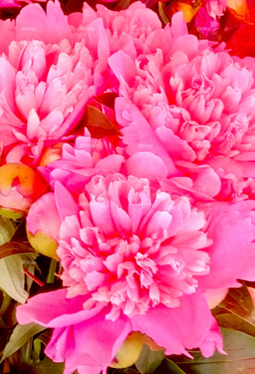 Flower, Nature, Flora, No Person, Leaf