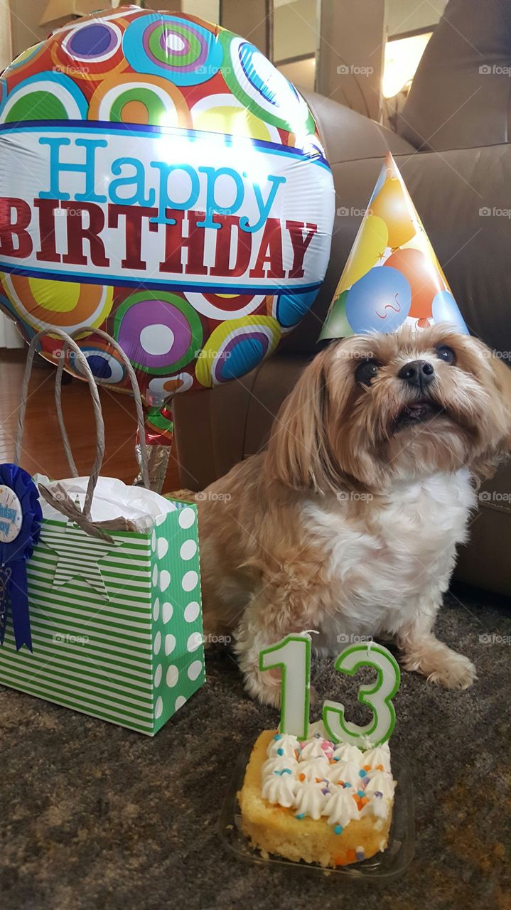 Doggy 13th Birthday Celebration