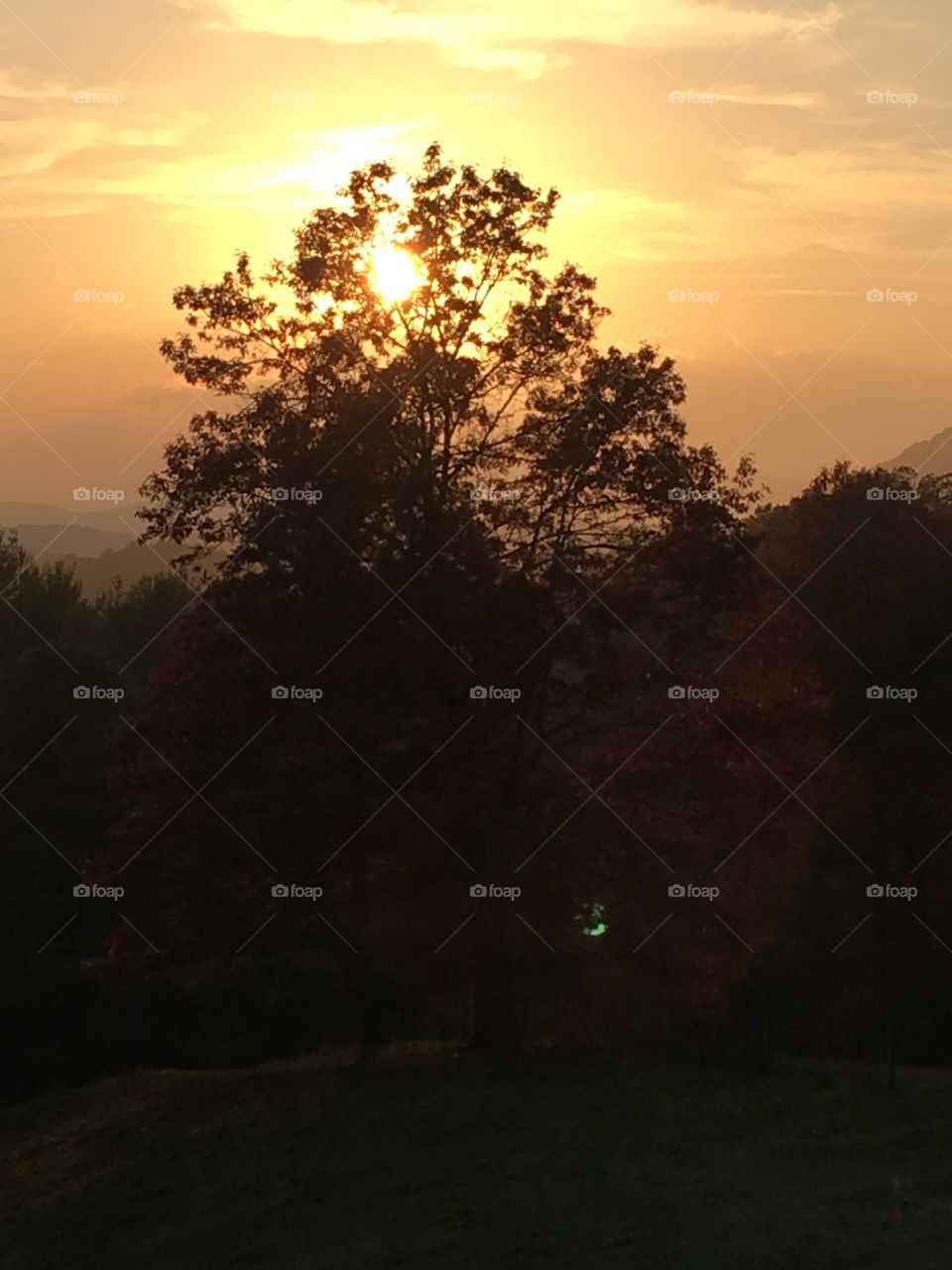 Large oak tree on the farm
