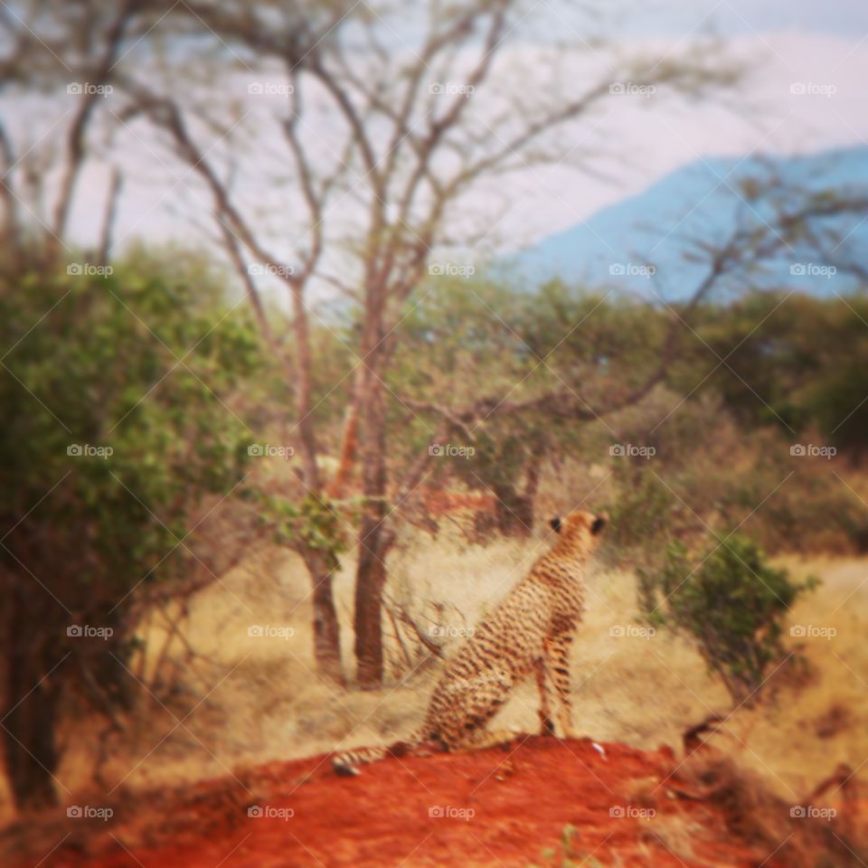 A Leopards view