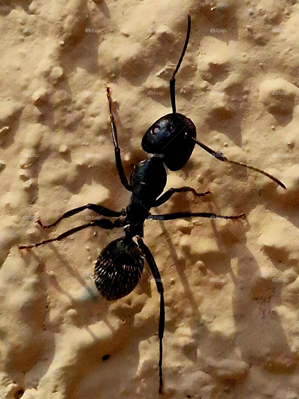 black ant